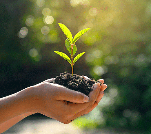 DIE AGRONOMISCHE VERWERTUNG